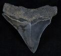 Sharp Posterior Megalodon Tooth #13691-1